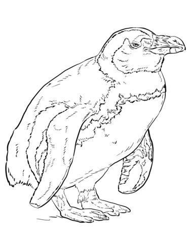 African Penguin Coloring Page